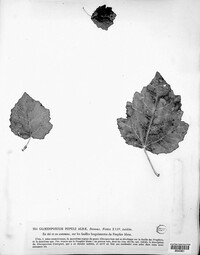 Drepanopeziza populi image